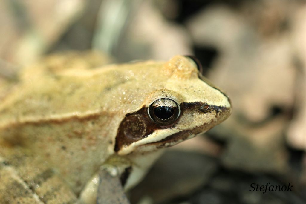 Identificazione Rana - Rana dalmatina